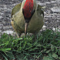 IMG_7367 - Copie