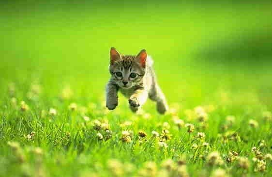 Chaton Qui Court Dans L Herbe Photo De Les Chats Des Autres Le Blog Des Filles Claudon