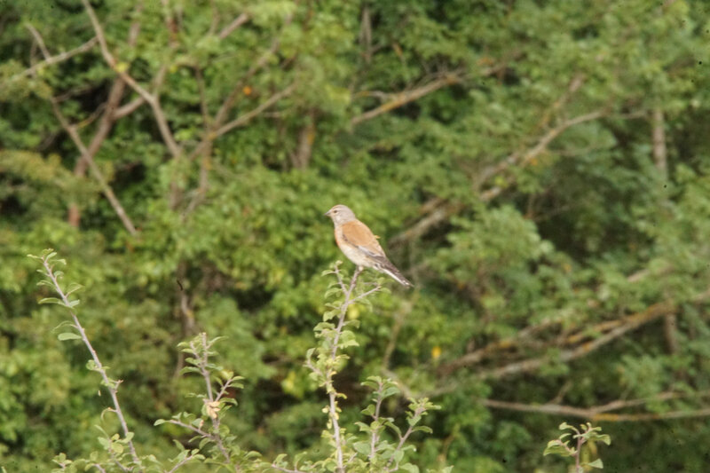 DSC02963