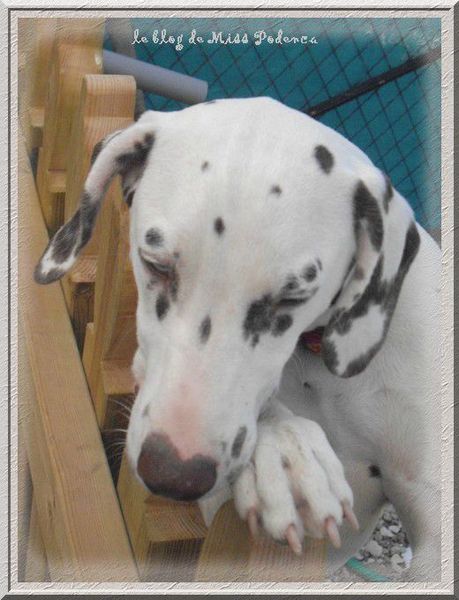 Bebe Dalmatien Sans Famille Miss Podenca