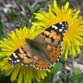 Papillons de l'été: vanesse des chardons