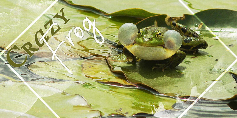 20190530-Crazy-Frog-B