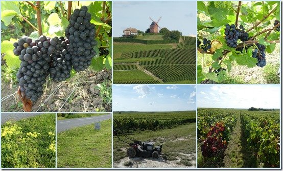 vignes 13 septembre 2021