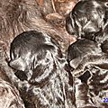 chiots nés dans la nuit du 31 au 1 er janvier 2015