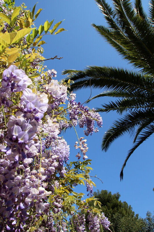 la_ciotat_glycine