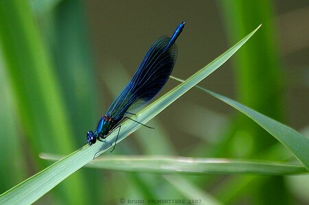 Libellule