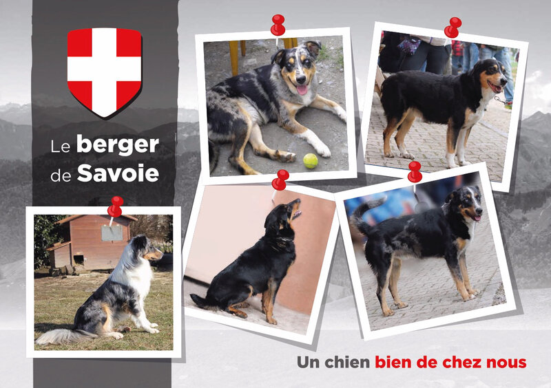 Club de Sauvegarde du Berger des Alpes et de Savoie (C.S.B.A.S.)