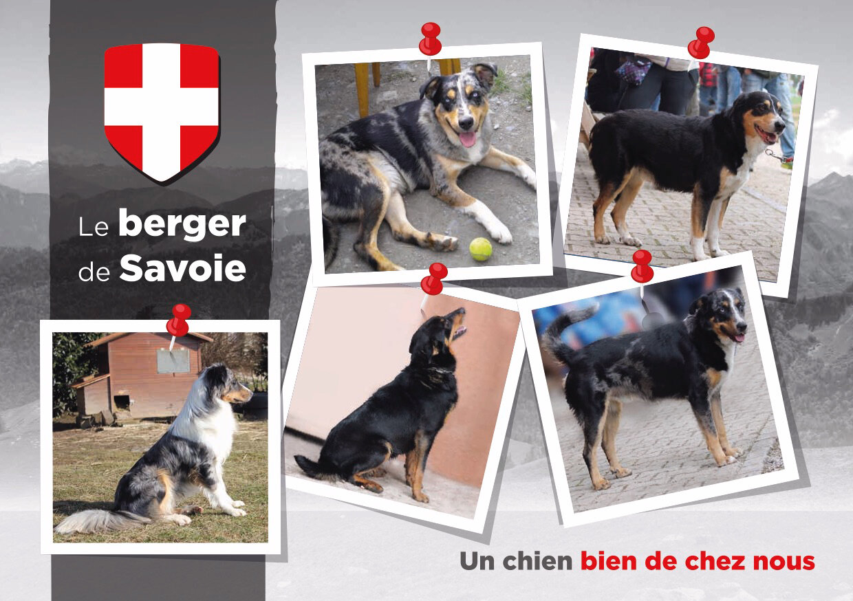 Club De Sauvegarde Du Berger Des Alpes Et De Savoie Csbas