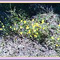 Végétation méditerranéenne petites fleurs jaunes sol aride - Friches mois de mai - Végétal Provence