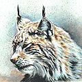 A l'écoute - Peinture de lynx Ghislaine Letourneur BD