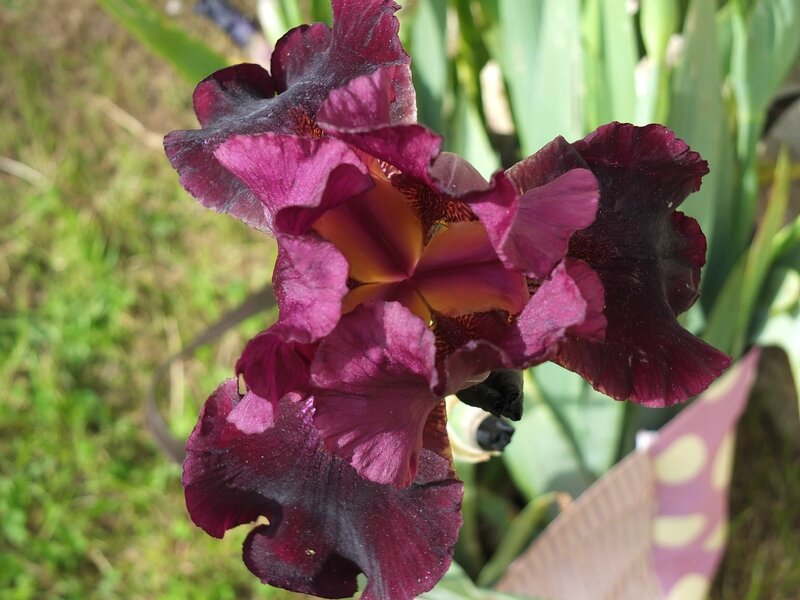 DSCF0559