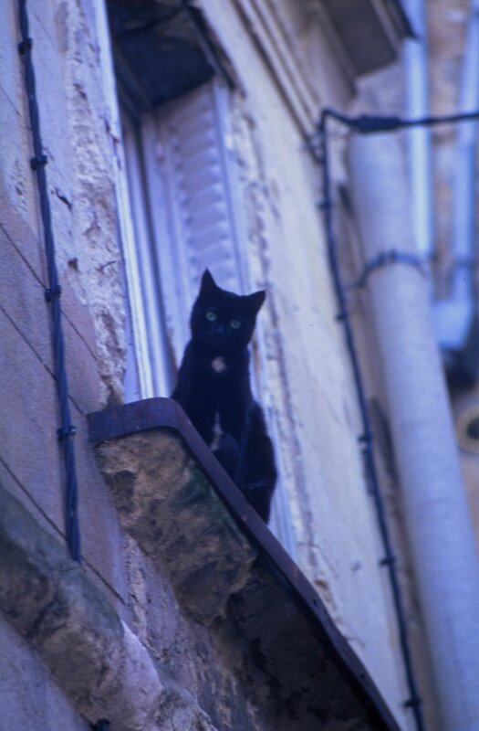 D 93 11 14 Chat dans la Grande rue à Sablé