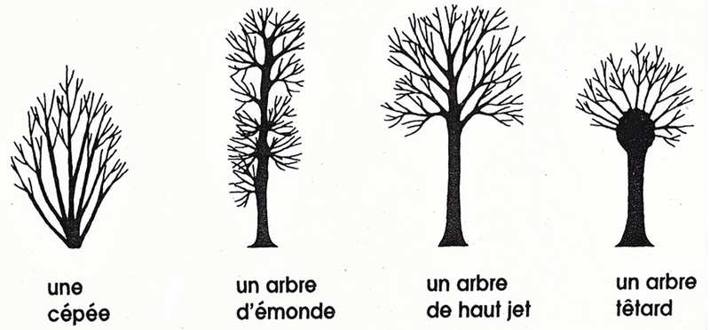 Les Arbres (taille, Soins...) - Laurène Geslin Jardinière Paysagiste