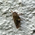 Cicadelle écumeuse ou Cercope écumeux - Philaenus spumarius