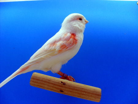 canari_chp_du_mans_009