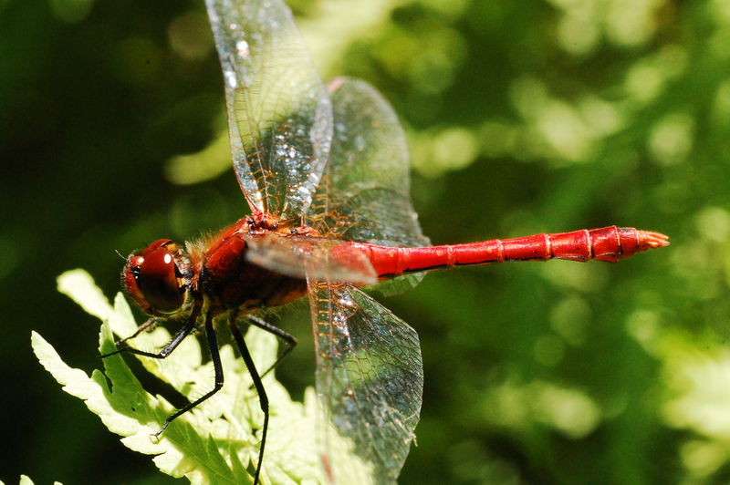 insectes en tous genres ....cumul photos 1504 - le Chien Vert