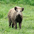 sanglier, Sus scrofa