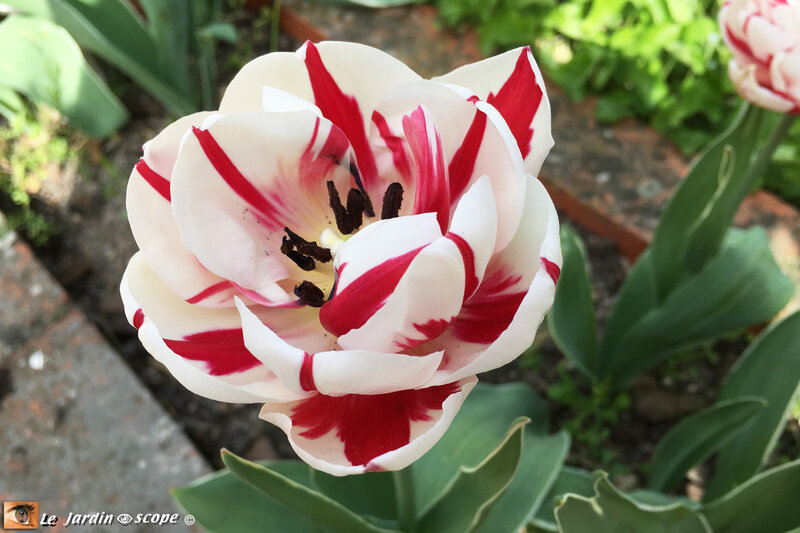 Tulipes-Carnaval-de-Nice-2