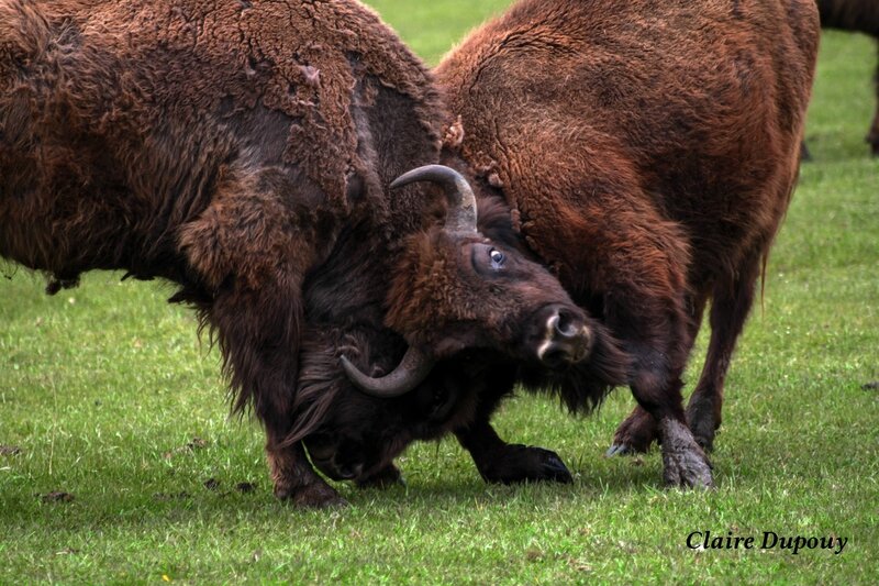 Jeux de bisons-2b