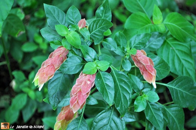 Plante crevette • Justicia brandegeana 
