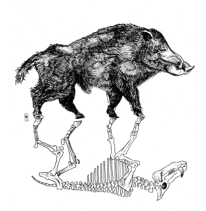 boar_spiritb