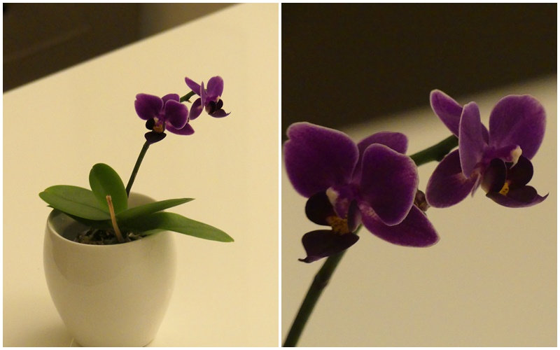orchidée violette