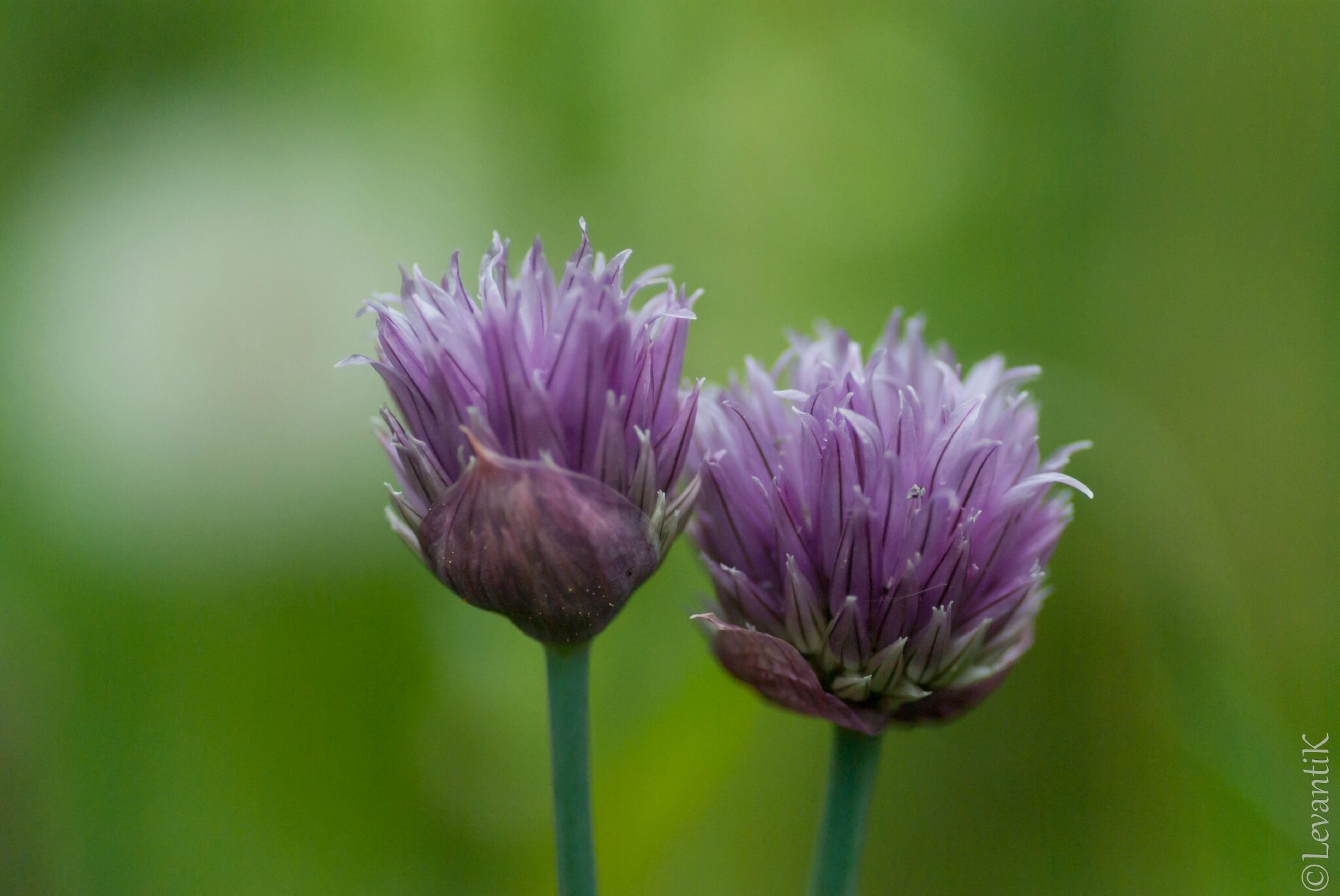 Ciboulette - Allium roseum