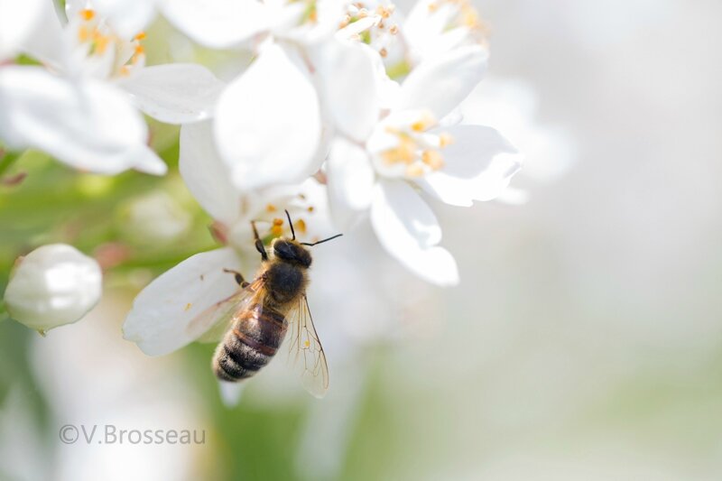 abeille16-04