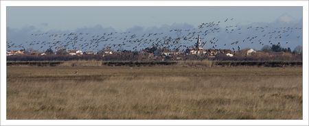 Aiguillon_oies_cendrees_village_21_200210