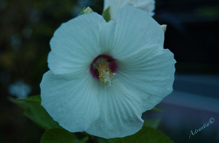 DSC_4259_border