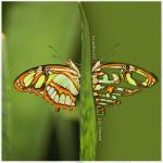 20190508 papillons01 B