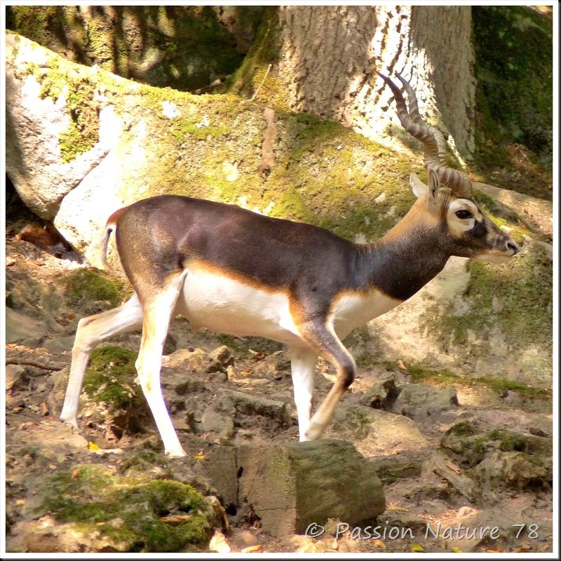 Antilope cervicapre 