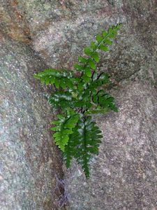 Flore5_Ploemeur_28