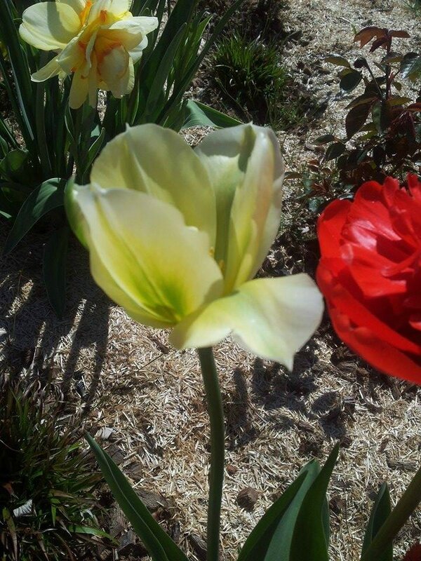 PRINTEMPS AU JARDIN : tulipes et narcisses 