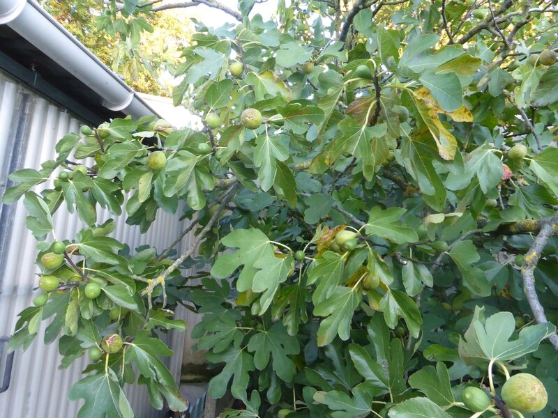 18-figues (1)