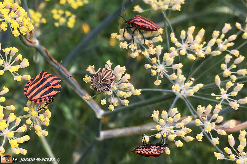 Graphosoma-lineatum