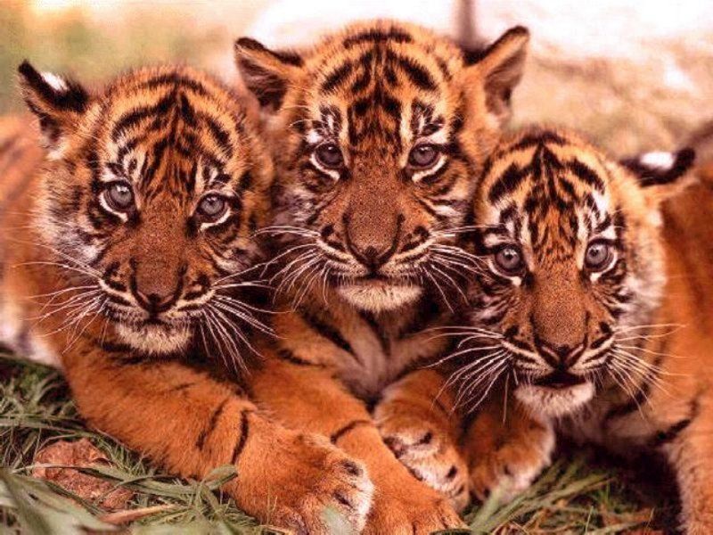 Animaux Bebe Tigre Photo De Animaux Les Animaux Du Monde