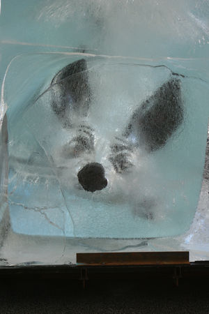 xolo_glace_zoom