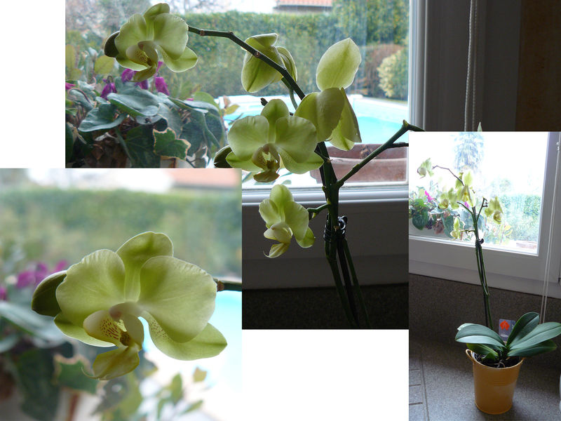 Comment Faire Refleurir Une Orchidée Avec Une Banane Orchidée - La Petite Marotte