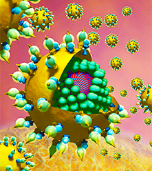 hcv_model