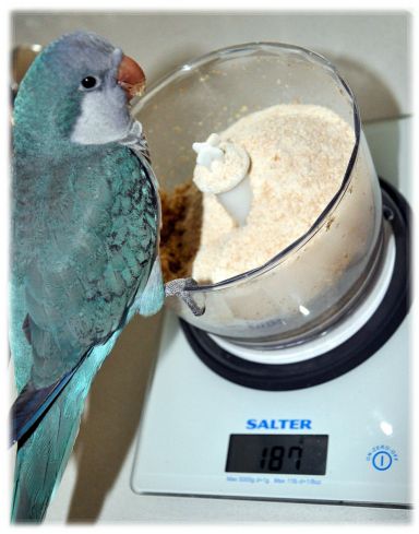 alimentdangereuxperruche