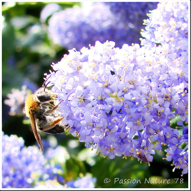 Les abeilles (5)