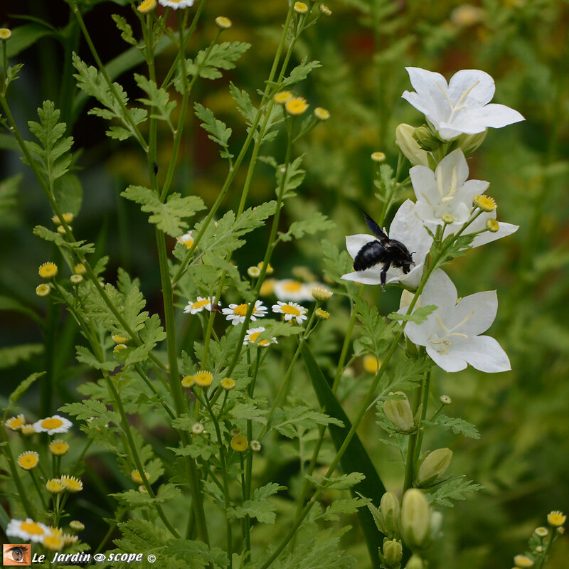 Xylocopa-violacea