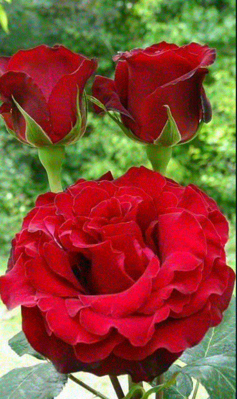 &rose5