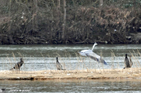 Envol_Heron