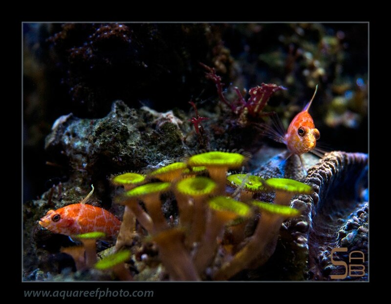 Plectranthias inermis regroupés en paire le soir