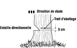 Photo-Abattage-entailles-traits