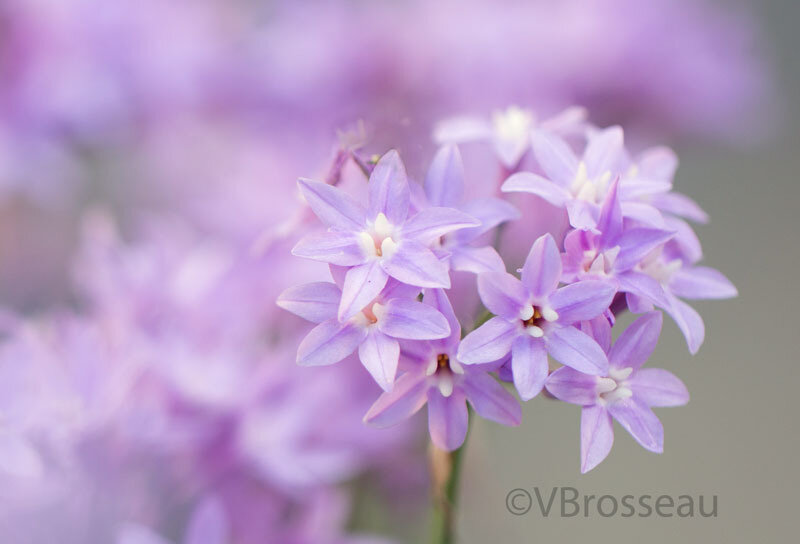 fleur-violette