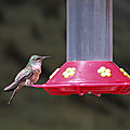 Equateur - nouveau colibri, nouvelle réserve
