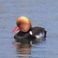 Nette rousse, Netta rufina